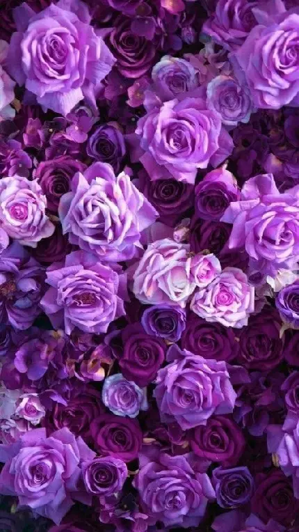 عکس گل رز های زیبا و جالب بنفش برای پروفایل با کیفیت بالا