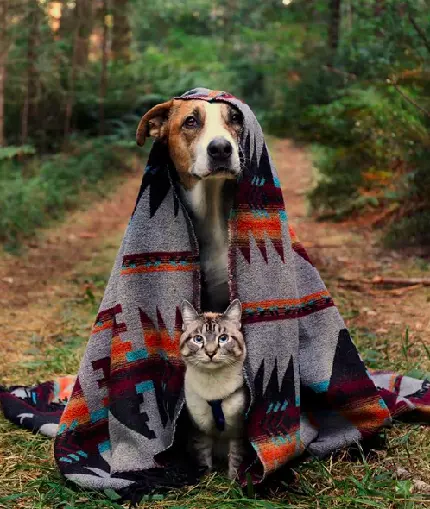 عکس بامزه از یک سگ و گربه