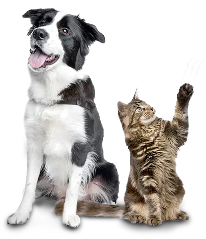 عکس از بازیگوشی سگ و گربه