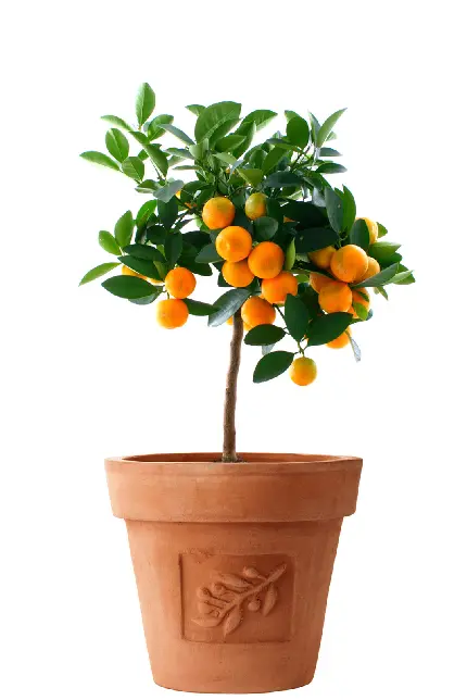 عکس درخچه پرتقال در گلدان