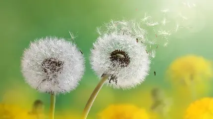 عکس بسیار زیبا از گل قاصدک و گیاه دائمی آن برای ویندوز 
