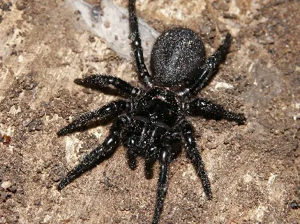 عکس عنکبوت سیاه