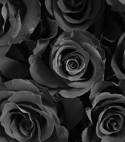 عکس گل رز سیاه برای پروفایل دخترونه