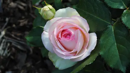 دانلود زیباترین و خوش بو ترین گل رز دنیا با بهترین کیفیت