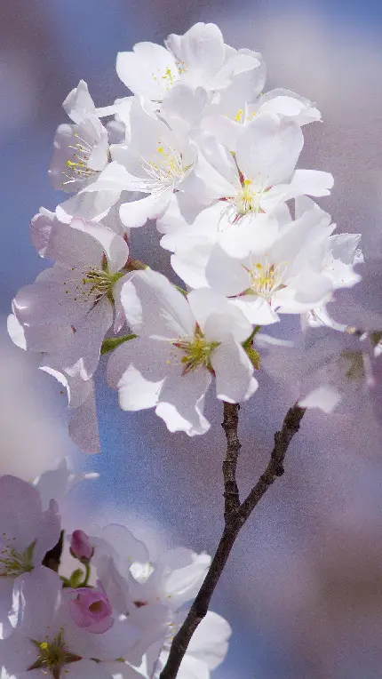 والپیپر شکوفه گیلاس سفید رنگ جالب و آرامبخش با کیفیت بالا