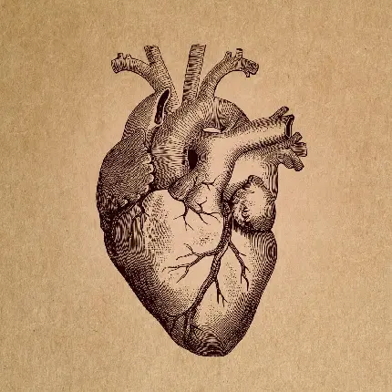 عکس قلب واقعی بدن انسان برای نقاشی ساده با کیفیت HD