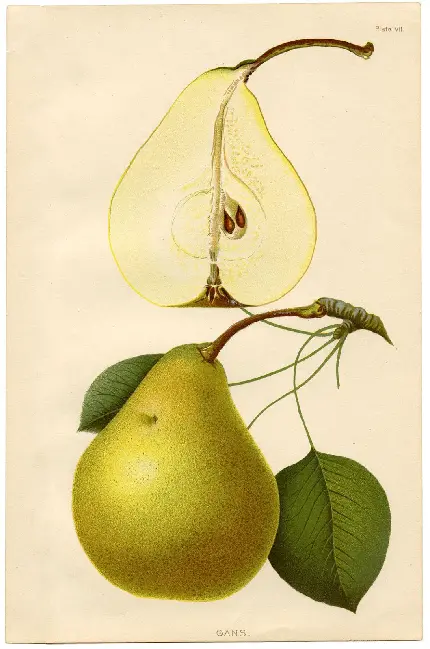 والپیپر نقاشی فوق حرفه ای و زیبا از میوه پرطرفدار گلابی