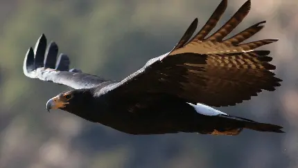 والپیپر عقاب سیاه در حال پرواز با کیفیت 4K