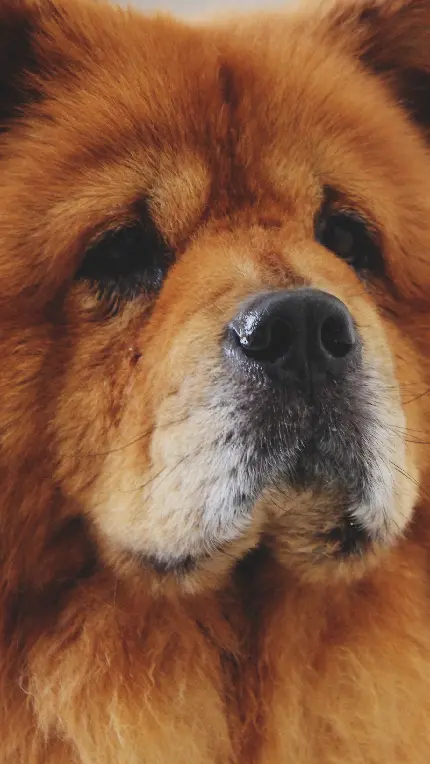 تصویر زمینه سگ چاوچاو پشمالو و زیبا
