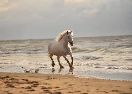 عکس بسیار زیبا و رویایی از اسب سفید در ساحل 