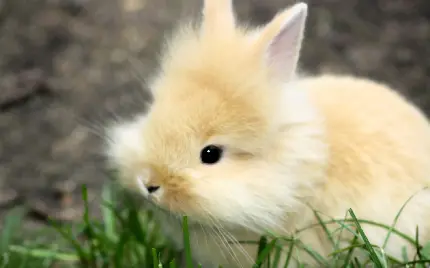 دانلود عکس از بچه خرگوش ناز و خوشکل با بهترین کیفیت