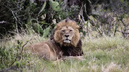 عکس از شیر نر سلطان جنگل برای تصویر زمینه با کیفیت 4K