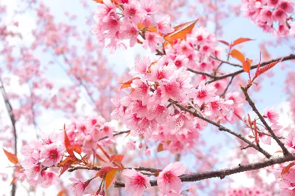 عکس شکوفه های گیلاس صورتی رنگ در یک روز گرم و آفتابی