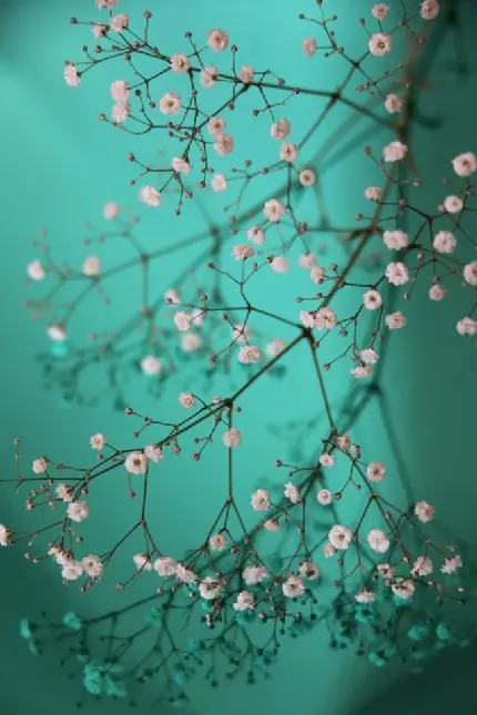 تصویر زمینه با کیفیت و فوق العاده زیبا از شکوفه های گیلاس