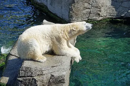 عکس خرس قطبی بزرگ با کیفیت بالا