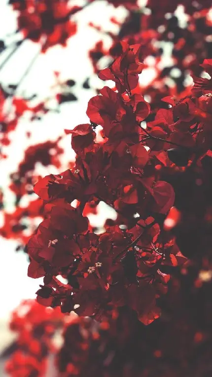 زیباترین بک گراند گلبرگ های قرمز بهاری با کیفیت بالا