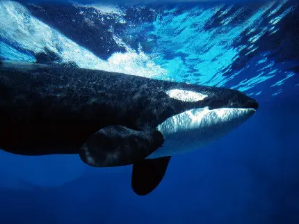 عکس نهنگ قاتل در دریای خزر با کیفیت بالا