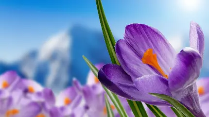 عکس بسیار زیبا از گل و برگهای گیاه کروکوس و زعفران 