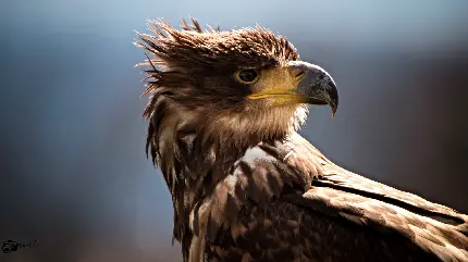 عکس والپیپر زیبای عقاب طلایی