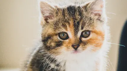 عکس از گربه ناز و خیلی خوشکل برای پروفایل با کیفیت 4K