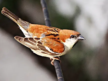 عکس گنجشک رنگی گونه حنایی