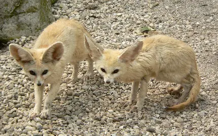 دانلود عکس روباه صحرایی با گوش های بزرگ و جثه ای کوچک