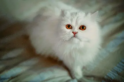 عکس گربه سفید ملوس برای بک گراند و تصویر زمینه
