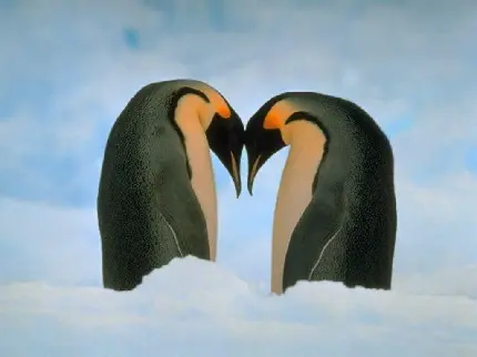 عکس دیدنی پنگوئن ها