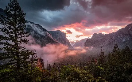 بهترین تصویر زمینه طبیعت ، کوهستان و درختان زیبا در مه با کیفیت HD