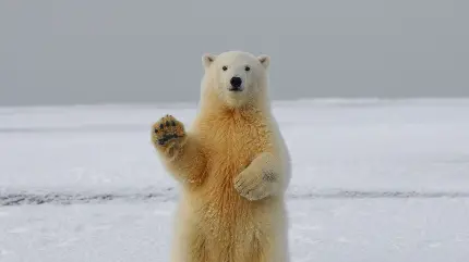 عکس خرس قطبی وحشی با کیفیت بالا