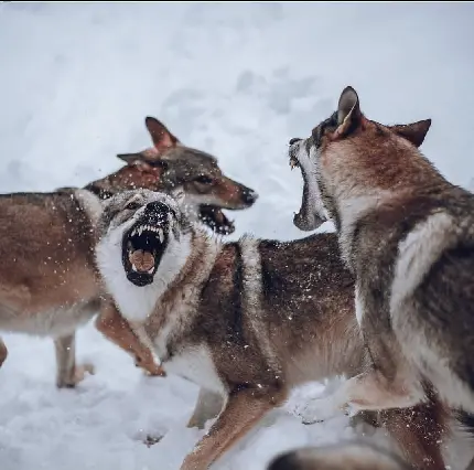 تصویر نبرد گرگ ها با یکدیگر