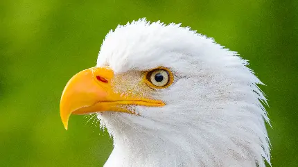 عکس عقاب وحشی سر سفید برای تصویر زمینه با کیفیت 4K