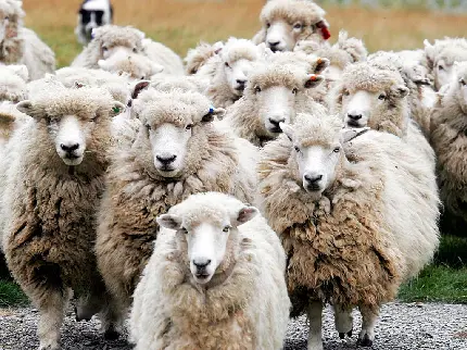 عکس گوسفندان زیبا با کیفیت بالا