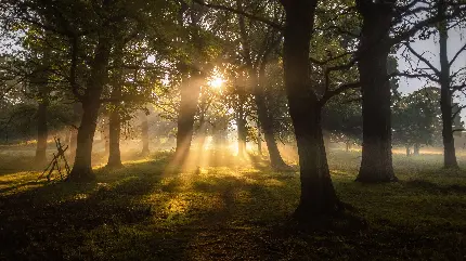 دانلود تصویر زمینه از غروب آفتاب میان درختان جنگل