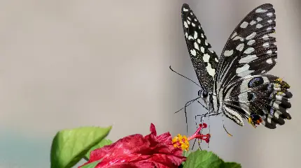 زیباترین تصویر زمینه از پروانه قشنگ با کیفیت 4K