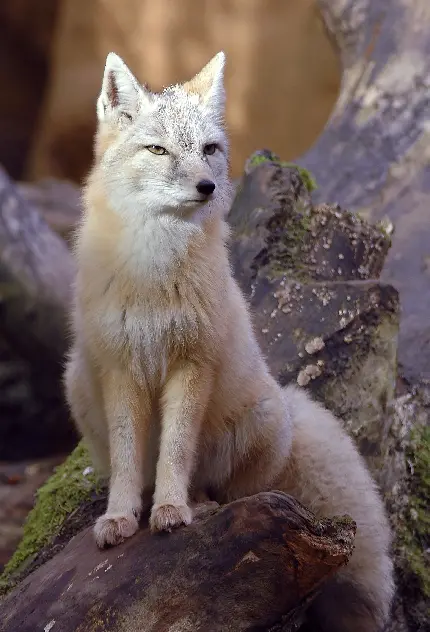 عکس از زیباترین گونه روباه به نام روباه ترکمنی