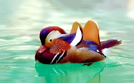عکس اردک رنگی