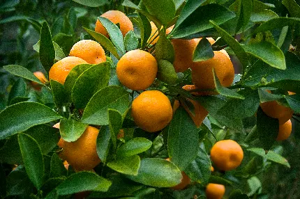 عکس باغ پرتقال با کیفیت عالی برای کامپیوتر HD