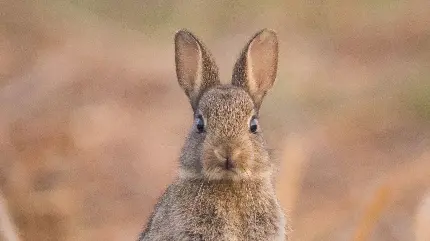 عکس و والپیپر خرگوش گوش دراز بامزه برای تصویر زمینه