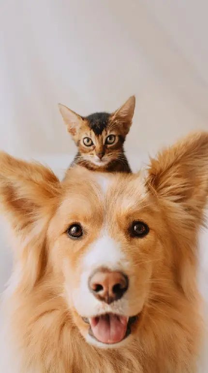 دانلود عکس با نمک از یک سگ و یک بچه گربه