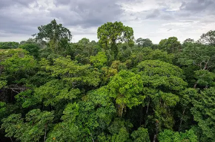 والپیپر پوشش گیاهی خاص و بی نظیر جنگل های آمازون
