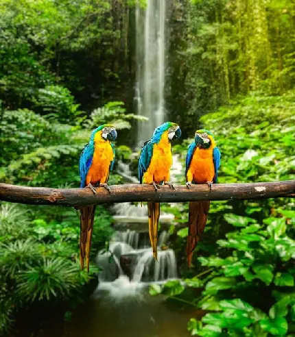 عکس پرندگان زیبا و کمیاب در جنگل‌های آمازون با کیفیت بالا