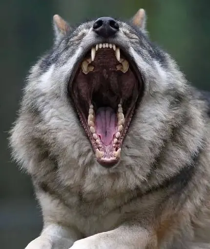 تصویر زمینه خمیازه کشیدن گرگ وحشی