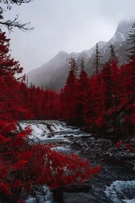 تصویر زمینه فوق العاده جذاب جنگل قرمز پاییزی با کیفیت HD 
