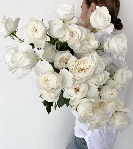 عکس گل های رز سفید و زیبا با کیفیت بالا