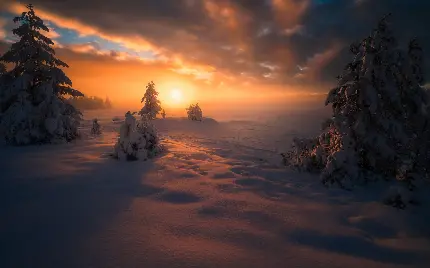تصویر زمینه غروب سرد زمستان و درختان پوشیده از برف 