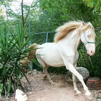 تصویر دیدنی و سرگرم کننده اسب سفید با یال زیبا