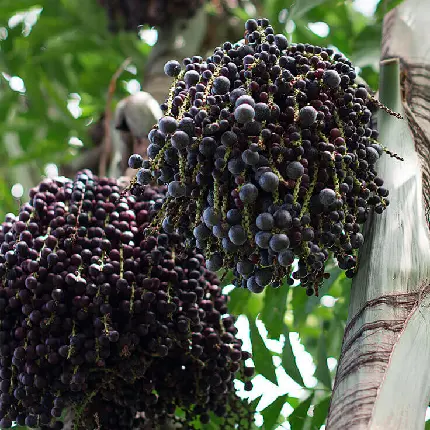 عکس بسیار دیدنی و جذاب میوه پر طرفدار آکای در برزیل