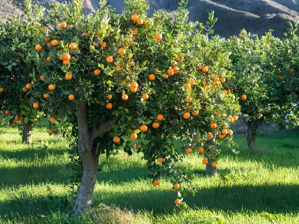 عکس درخت پرتقال در باغی سرسبز و رویایی با کیفیت عالی