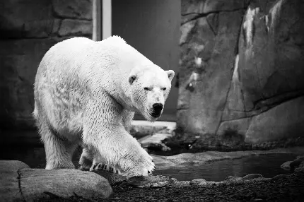 عکس خرس قطبی در برف با کیفیت بالا